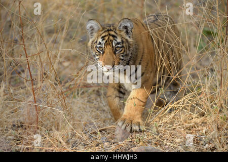 Bengal-Tiger (Panthera Tigris Tigris), Jungtier, Wandern in Trockenrasen, Ranthambhore National Park, Rajasthan, Indien Stockfoto