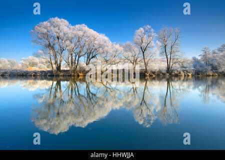 Bäume mit Raureif, Reflexion im Fluss Saale in Weißenfels, Sachsen-Anhalt, Deutschland Stockfoto