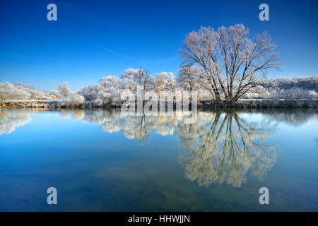 Bäume mit Raureif, Reflexion im Fluss Saale in Weißenfels, Sachsen-Anhalt, Deutschland Stockfoto