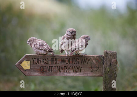 Drei kleine Eule Nestlingszeit Athene Noctua gehockt Bohnenstroh Yorkshire Wolds Way Centenary Way Holzschild, East Yorkshire, UK. Stockfoto