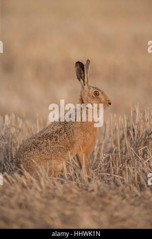 Feldhase (Lepus Europaeus) im Stoppel Feld, Suffolk, England, Vereinigtes Königreich Stockfoto