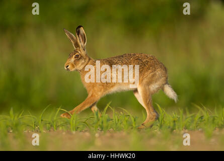 Feldhase (Lepus Europaeus) ausgeführt, in einem Feld, Suffolk, England, Vereinigtes Königreich Stockfoto