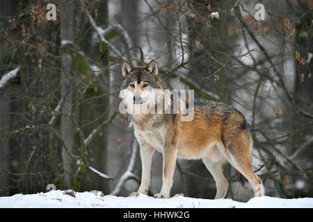 Östlichen Wolf (Canis Lupus LYKAON), Marktführer im Schnee, Gefangenschaft, Baden-Württemberg, Deutschland Stockfoto