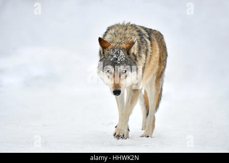 Östlichen Wolf (Canis Lupus LYKAON) im Schnee, Gefangenschaft, Baden-Württemberg, Deutschland Stockfoto