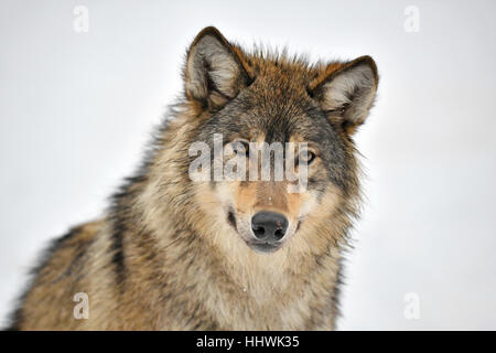 Östlichen Wolf (Canis Lupus LYKAON) in Gefangenschaft, Schnee, Porträt, Baden-Württemberg, Deutschland Stockfoto