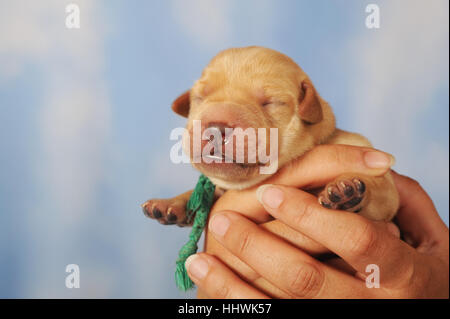 Labrador Retriever Welpe geschlossen in der hand, gelb, 7 Tage, Augen noch Stockfoto