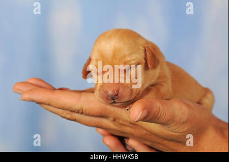 Labrador Retriever Welpen auf der Seite gelb, 7 Tage, Augen noch geschlossen Stockfoto