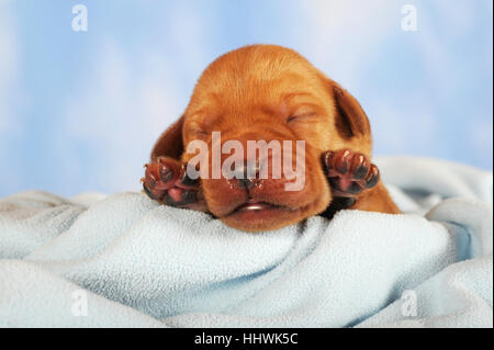 Labrador Retriever Welpen, gelb, 7 Tage alt, Augen noch geschlossen Stockfoto