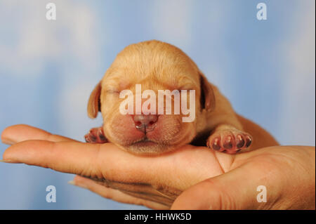 Labrador Retriever Welpen auf der Seite gelb, 7 Tage, Augen noch geschlossen Stockfoto