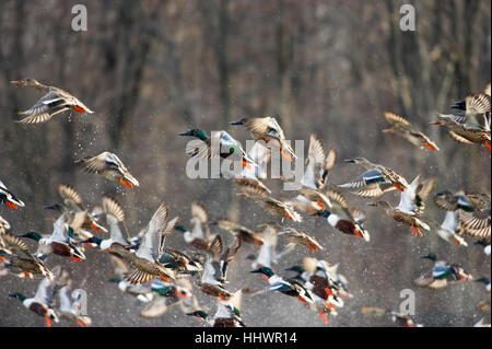 Eine große Herde von nördlichen Löffelente Enten ausziehen schnell aus dem Wasser viel Spritzwasser zu schaffen. Stockfoto