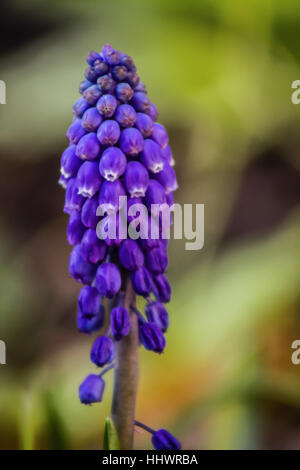 Blaue Blume im Freien Schuss, unscharfen Hintergrund, Slowakei. Liriope Muscari. Stockfoto