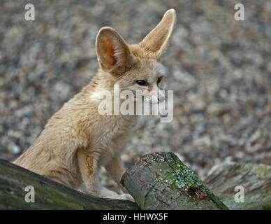 Fennec Fox (Vulpes Zerda) Stockfoto