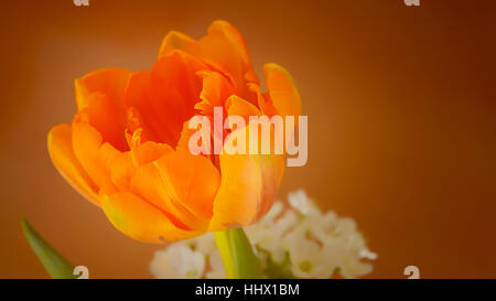 Eine frische gelbe Blume Stockfoto