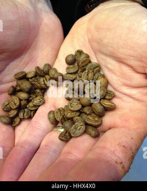 Hände halten Kaffee Bohnen Stockfoto