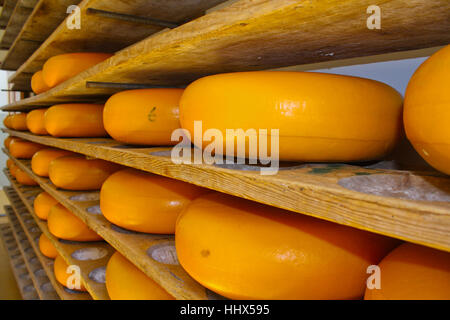 Käse-Rack in der Raffination in Gouda, Holland (Niederlande) Stockfoto