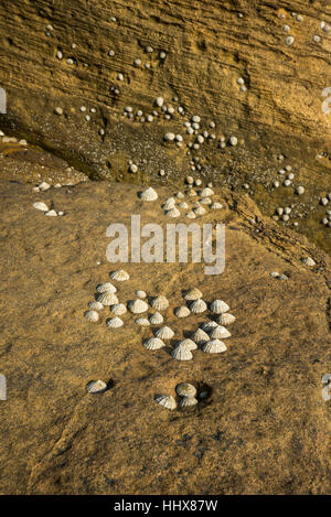 Napfschnecken auf Felsen an einem Strand an der Nordostküste Englands. Stockfoto