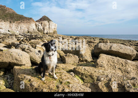 Border Collie sitzen auf den Felsen an der Thornwick Bucht auf der Küste von North Yorkshire. Stockfoto