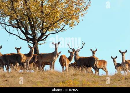 Gruppe der Hirsche stehen oben auf dem Hügel in der Paarungszeit (Cervus Elaphus) Stockfoto