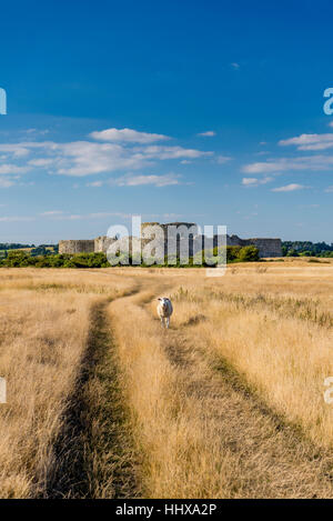 Ein einsamer Schaf auf dem Weg zum Camber Castle, East Sussex. Stockfoto