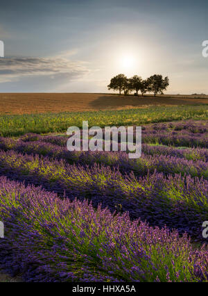 Reihen von Lavendel auf den Kent Downs bei Sonnenuntergang Stockfoto