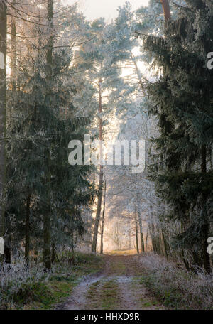 Feldweg durch einen Wald mit satiniertem Bäume (Bayern, Deutschland) Stockfoto