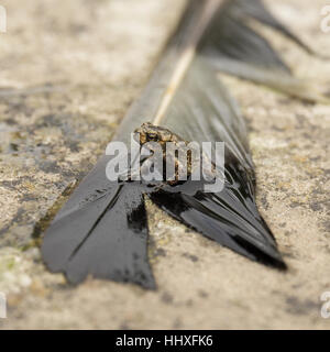 kleines Baby Grasfrosch sitzt auf einer nassen Feder Stockfoto