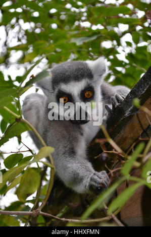 Ring-tailed Lemur Beerensammeln auf einem Holzdach oben in den Baumkronen auf Paignton Zoo getroffen Stockfoto