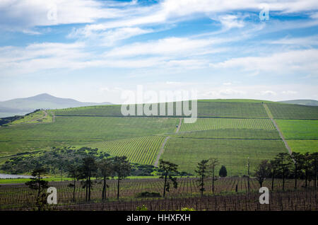 Blick auf die Weinberge in Durbanville Hills Stockfoto