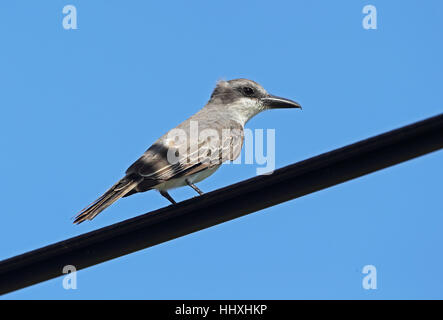 Grey Kingbird (Tyrannus Dominicensis chordatus) Erwachsenen thront auf Stromleitung St. Lucia, kleine Antillen Dezember Stockfoto