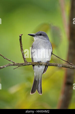 Grey Kingbird (Tyrannus Dominicensis chordatus) Erwachsenen thront auf Zweig Fond Doux Plantage, St. Lucia, kleine Antillen, November Stockfoto