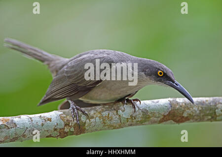 Grey Trembler (Cinclocerthia Gutturalis Machrorhyncha) Erwachsenen thront auf Zweig Fond Doux Plantation, St Lucia Stockfoto