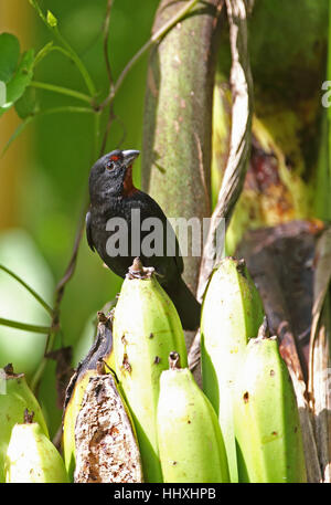 Geringerem Antillean Gimpel (Loxigilla Noctis Sdateri) erwachsenen männlichen Fond Doux Plantage, St Lucia, weniger Ant Stockfoto