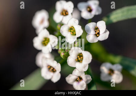 Alyssum Stockfoto