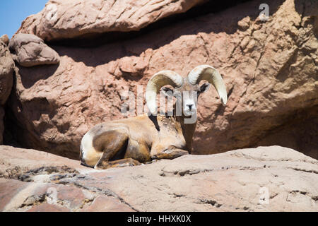 Desert Bighorn Schafe, Tucson Mountain Park, Tucson, Arizona Stockfoto