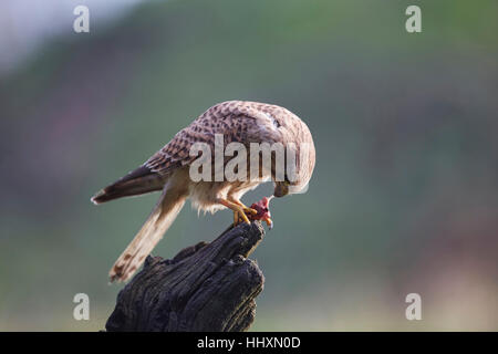 Falco Tinnunculus gehockt Turmfalke, eine Post und Essen Beute. Stockfoto