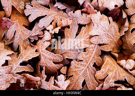 Eiche Blätter im Herbst. Stockfoto