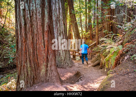 Solo-Mann Wandern in einem Redwood-Hain im Muir Woods National Monument in der Nähe von San Francisco, Kalifornien, USA Stockfoto