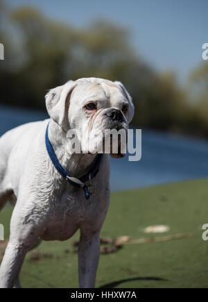 weiße Boxer Hund stehend See Stockfoto