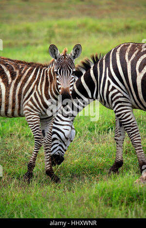 Zebras Herde auf Savanne. Amboseli Nationalpark in Kenia Stockfoto