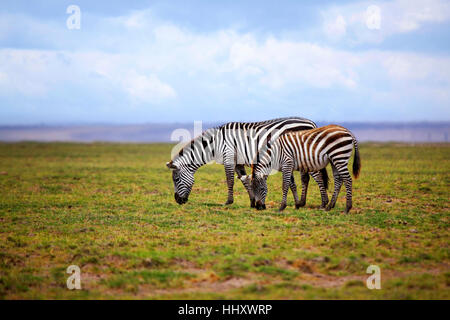 Zebras Herde auf Savanne. Amboseli Nationalpark in Kenia Stockfoto