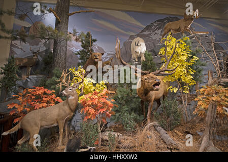 Anzeige der kanadischen einheimische Tiere, die auf Vancouver Island BC Kanada SCO 11.689 aufgenommen wurden. Stockfoto