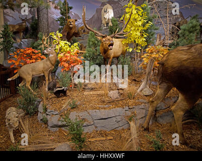 Anzeige der kanadischen einheimische Tiere, die auf Vancouver Island BC Kanada 11.691 aufgenommen wurden. Stockfoto