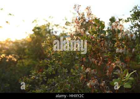 Wandern rund um See Sant Llorenc de Montgai Stockfoto