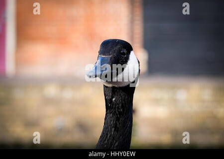 Eine Gans ruht an der Seite eines Kanals Stockfoto