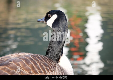 Eine Gans ruht an der Seite eines Kanals Stockfoto