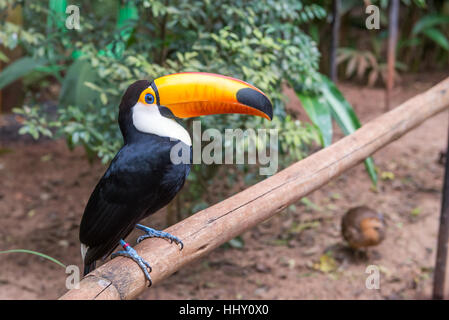 Nahaufnahme von einem riesigen bunten Tucano in Brasilien Stockfoto