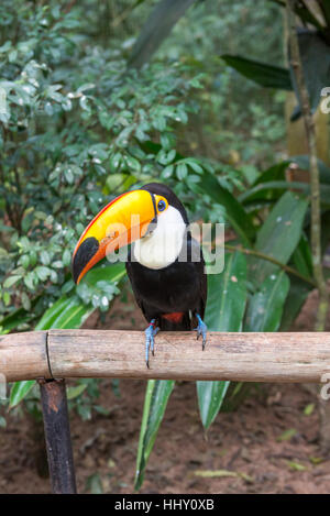 Nahaufnahme von einem riesigen bunten Tucano in Brasilien Stockfoto