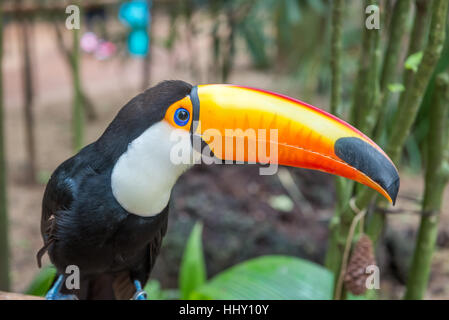 Nahaufnahme von einem riesigen bunten Tucano in Brasilien Stockfoto