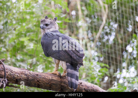 Die majestätischen Adler Harpyie Vogel in Brasilien mit grüner Natur Bokeh im Hintergrund. Stockfoto