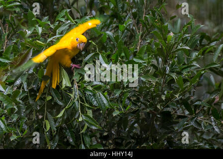 Goldene Conure Papagei (Guaruba Guarouba) an den Parque Das Aves in Iguazu, wunderschöne Natur Brasiliens. Stockfoto